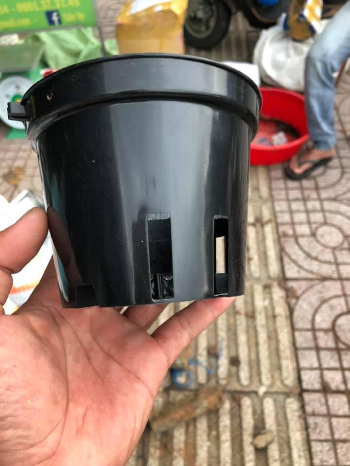 combo 100 chậu nhựa 12cm trồng lan