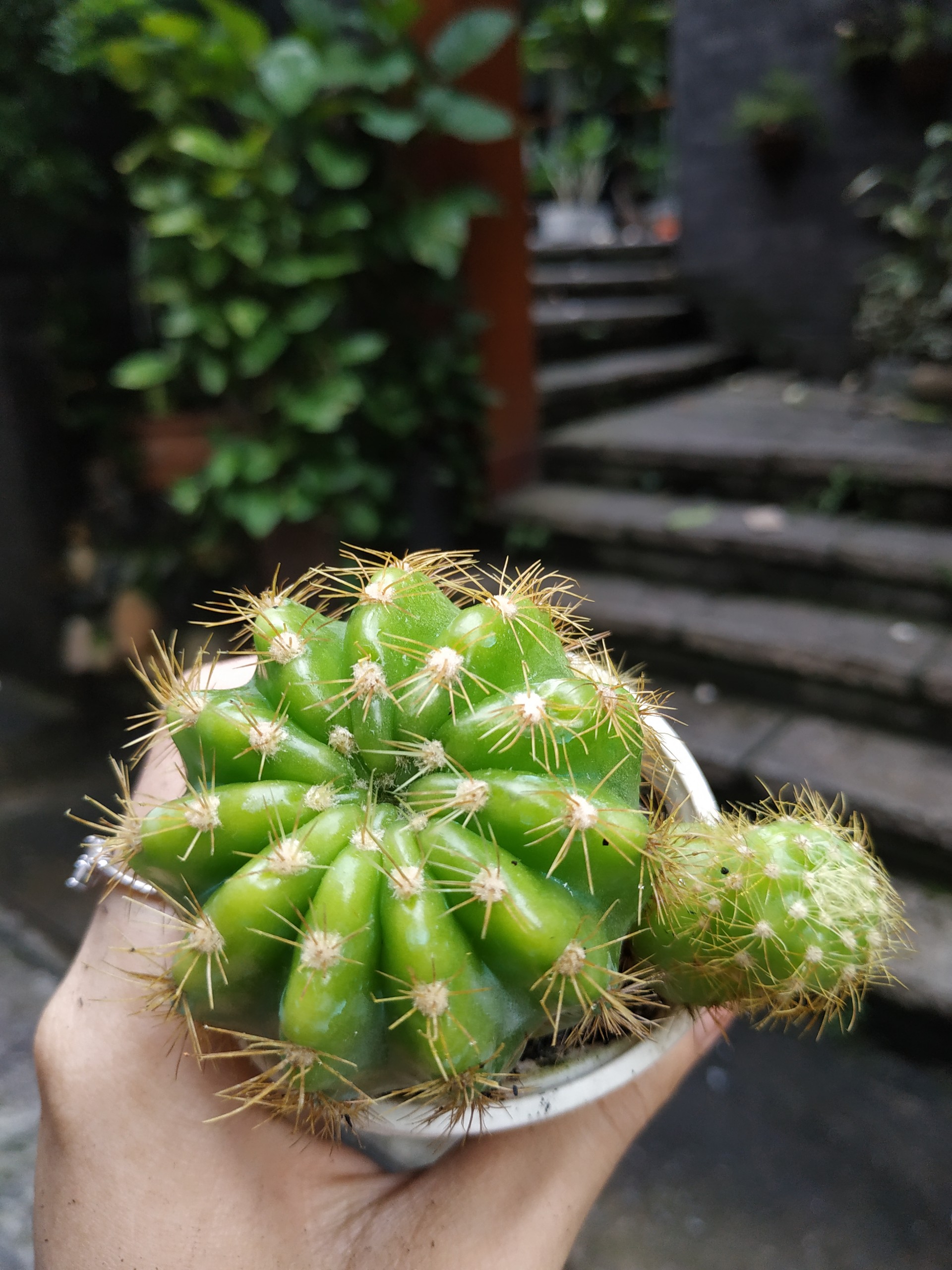 Xương rồng BÍ XANH