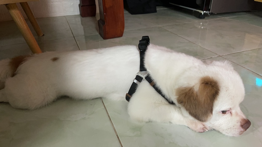Dây Dắt Chó, Dây dắt dành cho chó mèo, dây dắt + yếm ngực, đai ngực, D11