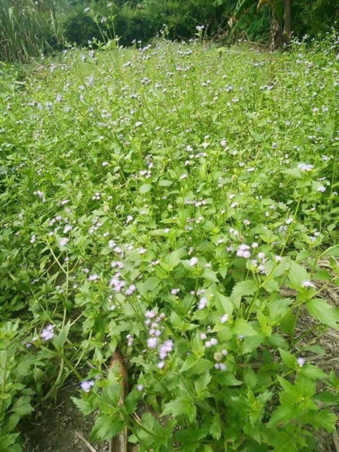 Tinh Dầu Ngũ Sắc Huyền Thoại