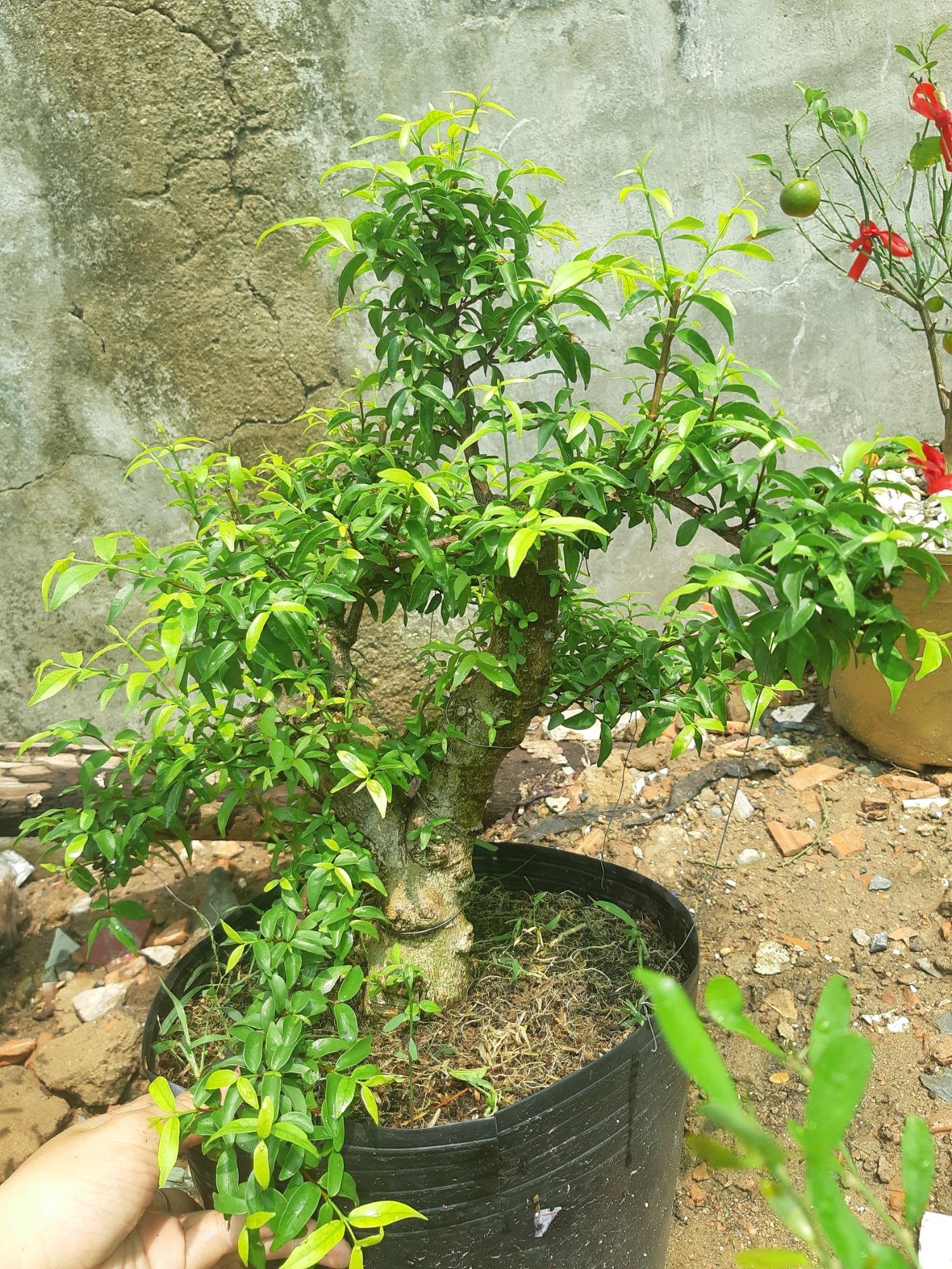 mai chiếu thủy gốc gân lớn