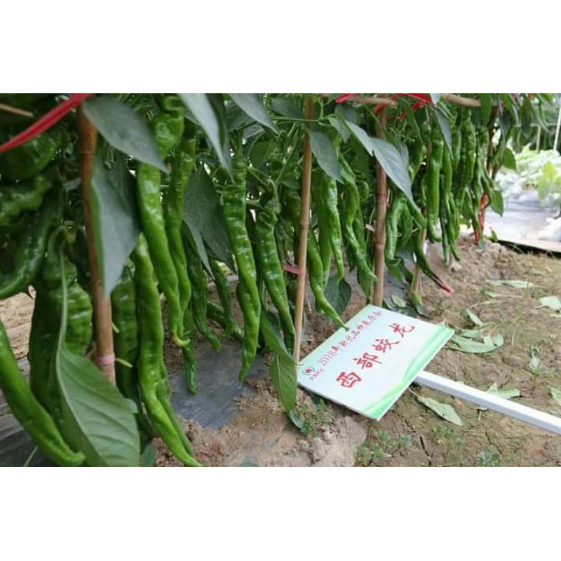 50H - Hạt Giống Ớt Cá Ngựa Nhập Khẩu