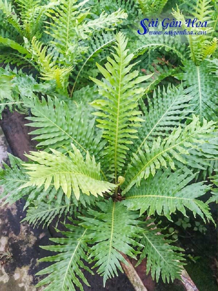 dương sỉ khổng tước