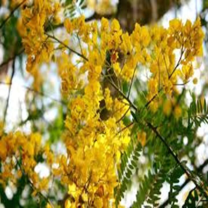 COM BO 3 CÂY GIỐNG MUỒNG LÁ LẠC