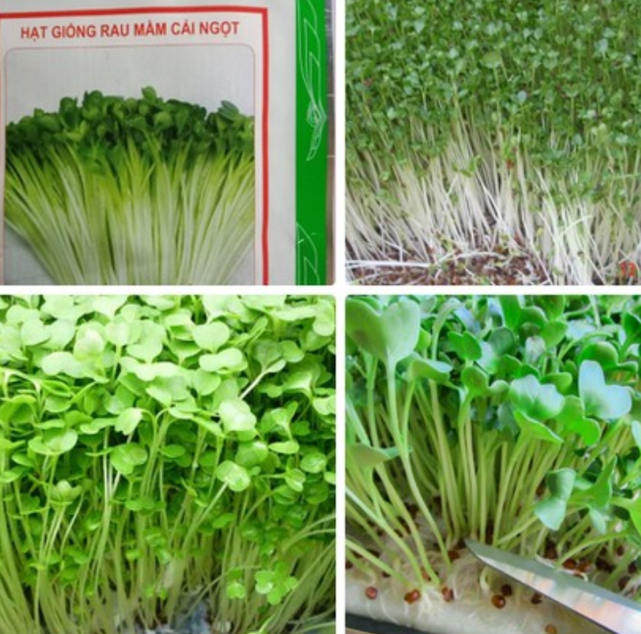 [HCM]Hạt giống cải mầm - Sprouting radish gói 30gr