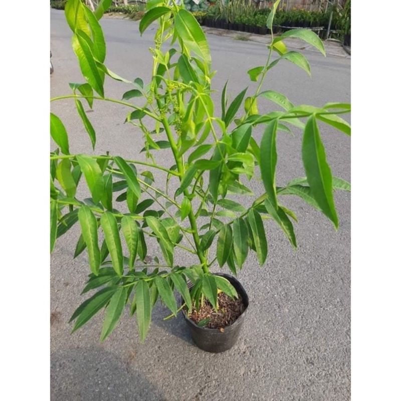 CÂY CÓC THÁI RA QUẢ SIÊU SỚM (kèm ảnh thật) ( bấm vào mua)