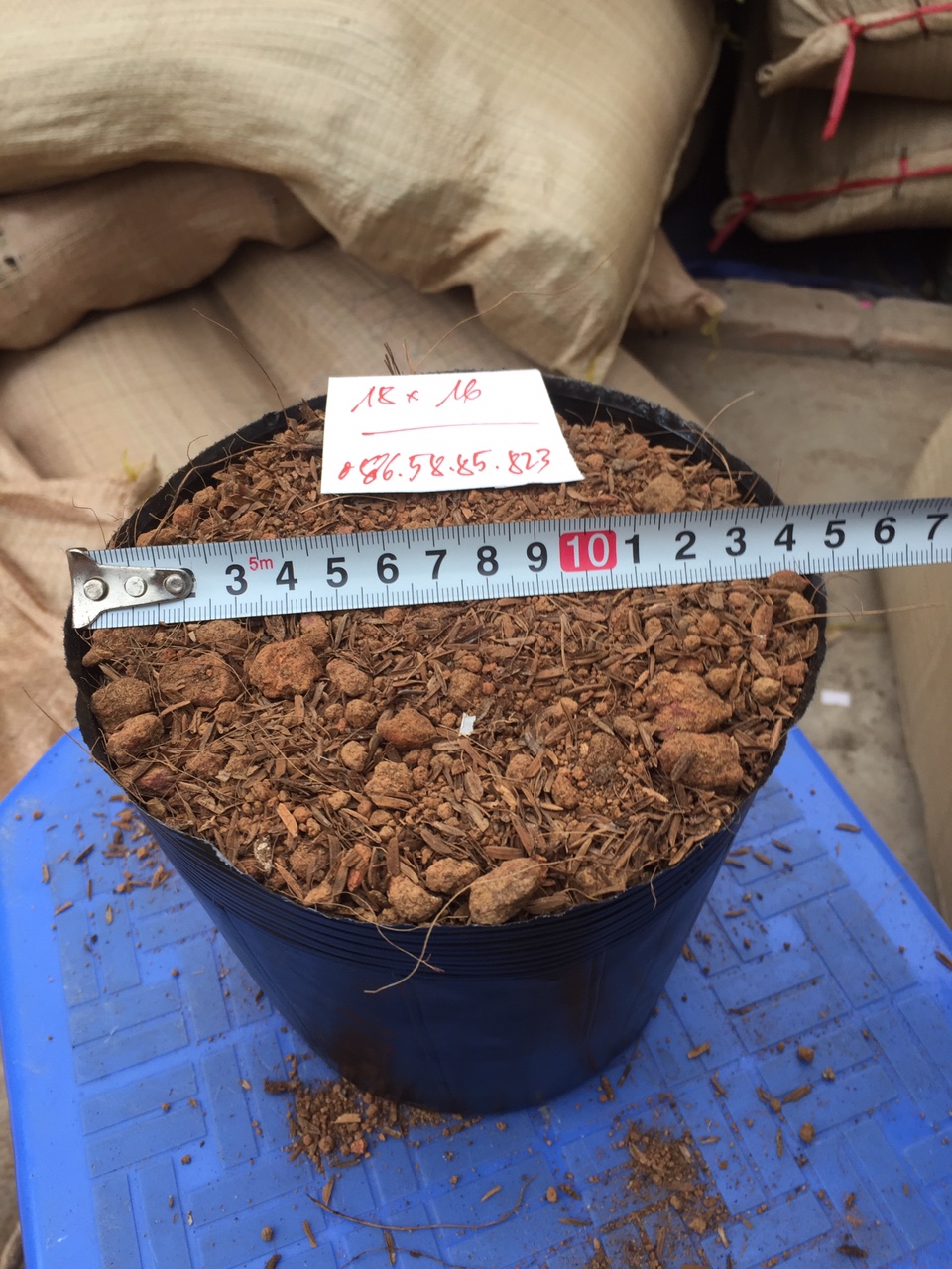 Set 1kg Bịch Bầu ươm cây cảnh