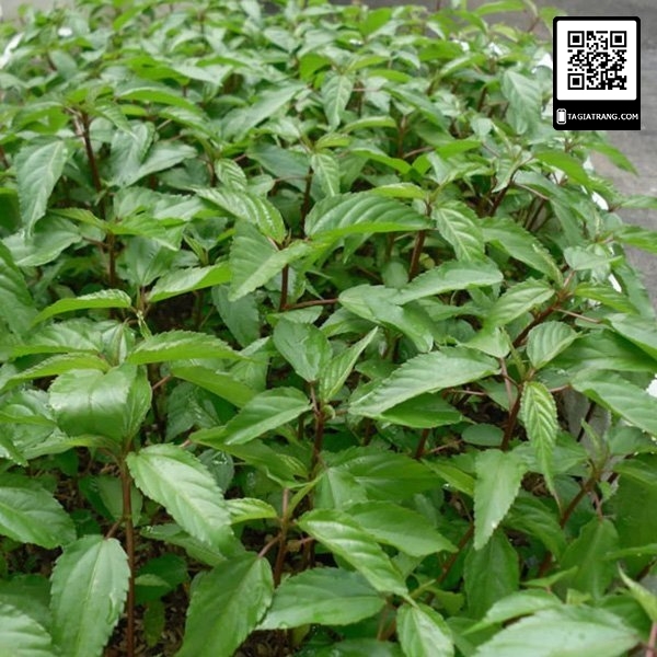 1Kg Hạt giống rau đay đỏ
