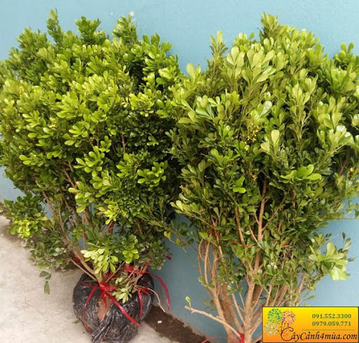 cây ngâu vàng thơm- phong thủy