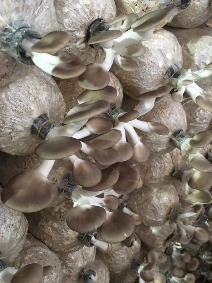 Phôi nấm Bào ngư (1 kiện 01 bịch)