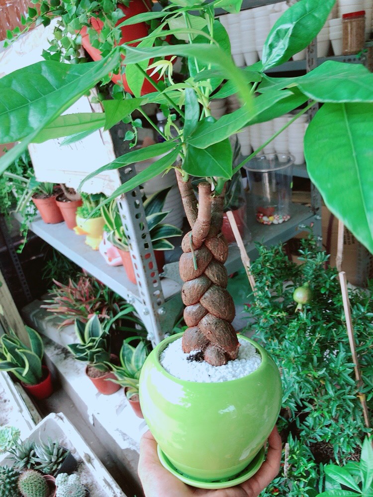 Cây Kim Ngân Thắt Bím
