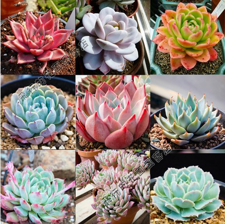 Mixed Stone Lotus Seeds (Multi-Colored Stone Lotus) - Pack of 200 Seeds