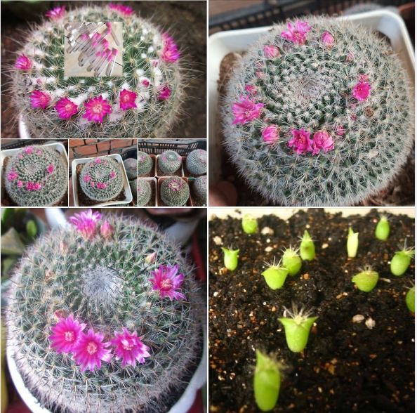 Hạt giống hoa xương rồng bánh sinh nhật