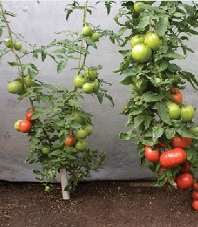 Hạt giống cà chua đỏ khổng lồ - gói 20 hạt
