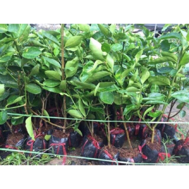 Chanh Mỹ trái dài không hạt(cây giống chiết cành,cây nguyên bản)