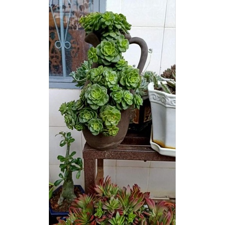 Chậu đất nung Bình Dương xẻ miệng 10 x cao 28cm
