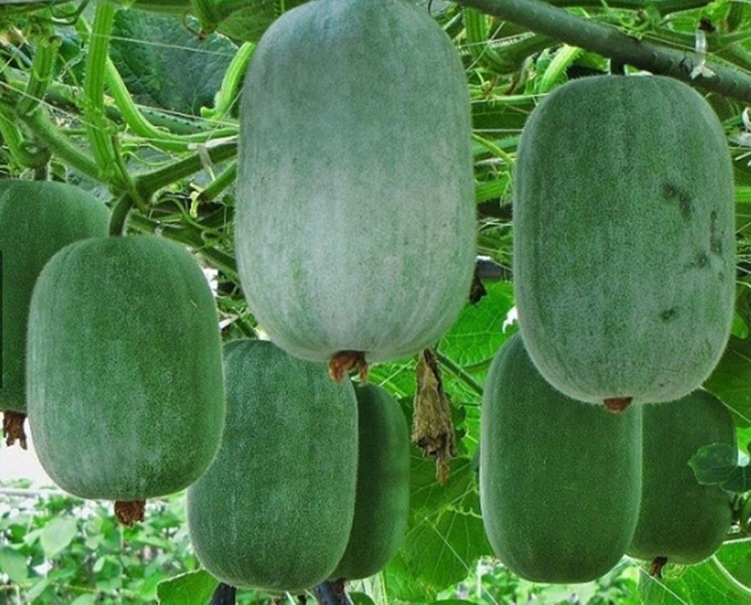 Hạt Giống Bí Xanh Đài Loan