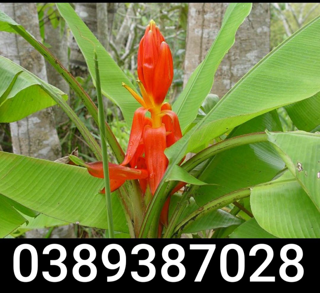 lá chuối hột rừng,siêu dai,1kg