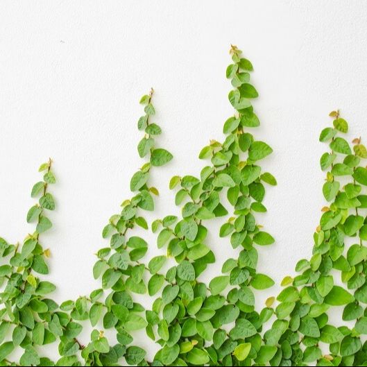 Thằn Lằn Xanh - Thằn Lằn Cẩm Thạch - Dây leo mini
