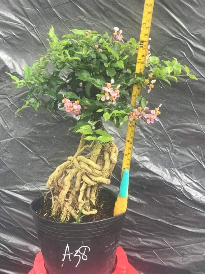 CÂY HỒNG NGỌC MAI DÁNG TỰ NHIÊN