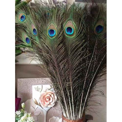 30 Lông công phong thủy Ấn Độ dài 1m