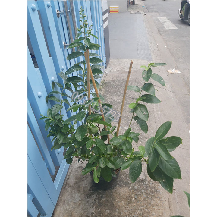 cây bằng lăng tím thái cao từ 40-60 cm