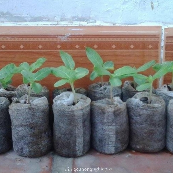 30 viên nén sơ dừa ươm cây trồng rau