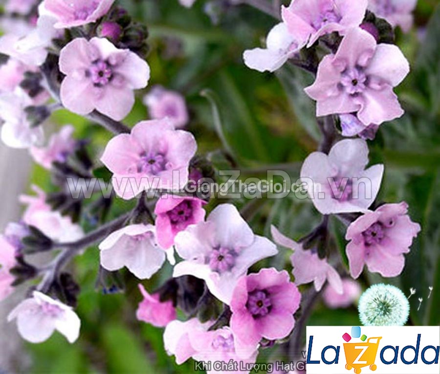 100h Hạt Giống Hoa Lưu Ly Forget Me Not Hồng (C1.202| -KD: B9*V15*M169)