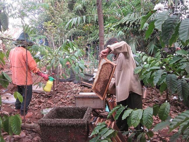 MẬT ONG HOA CÀ PHÊ