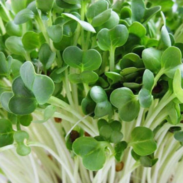 Hạt giống rau mầm củ cải trắng mầm khỏe ngon ngọt PSV119 | Phởms Market