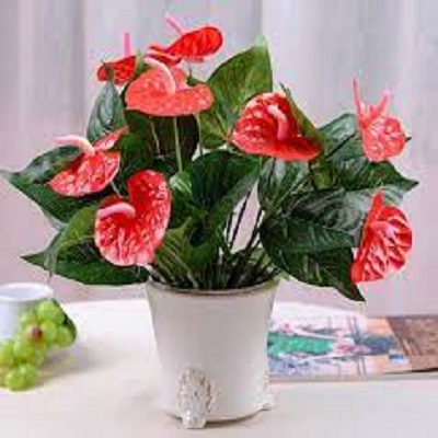 chậu cây hồng môn