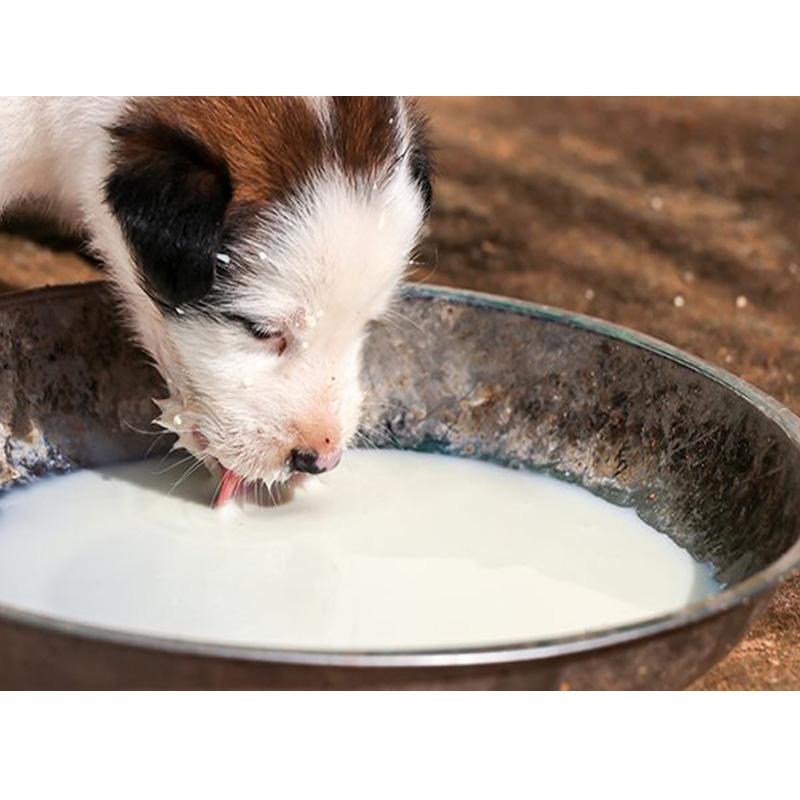 COMBO 5 BỊCH SỮA BIO MILK CHO CHÓ MÈO-79400