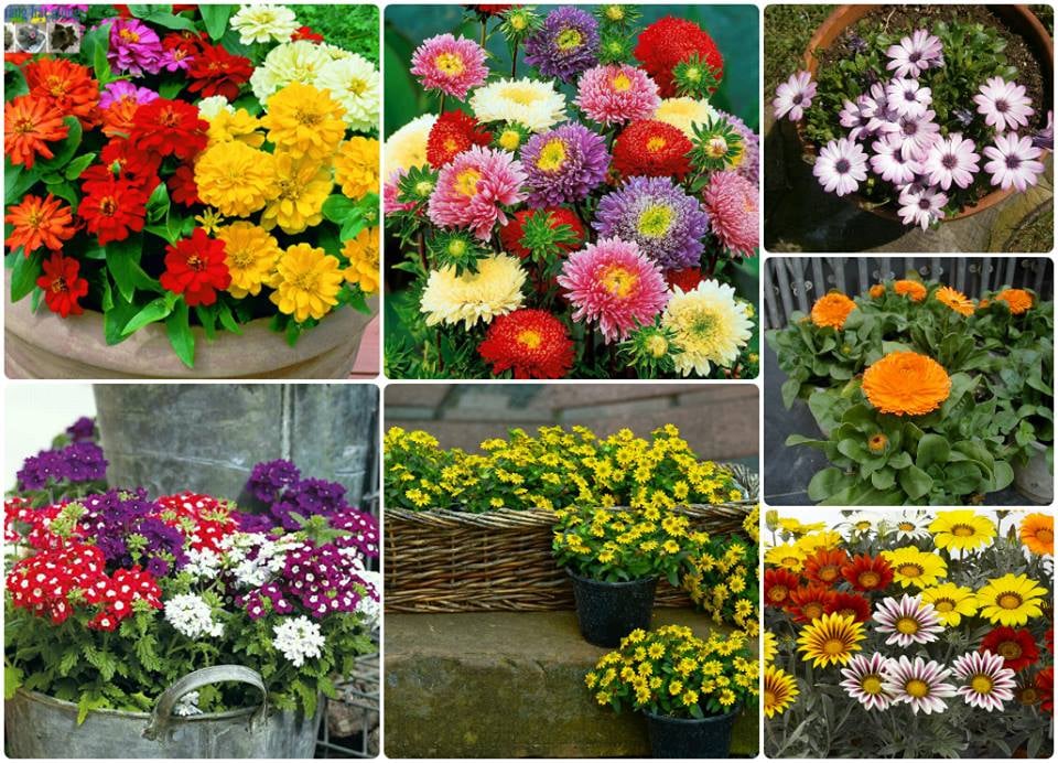 Combo 7 gói hạt giống hoa các loại - (TẶNG gói kích thích hỗ trợ hạt nảy mầm)