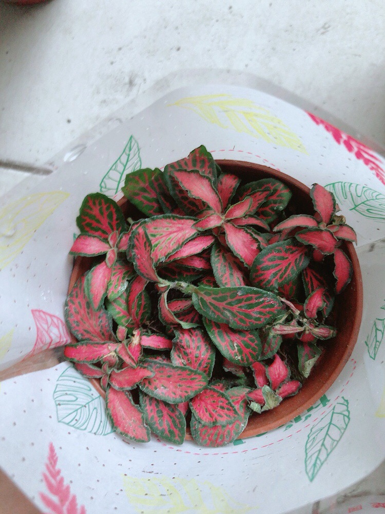Lá Cẩm Nhung Đỏ Lá Nhỏ (lá may mắn)