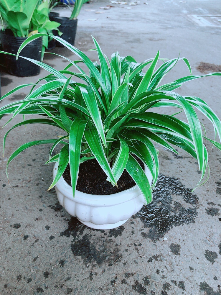 Chậu Cây Lan Chi