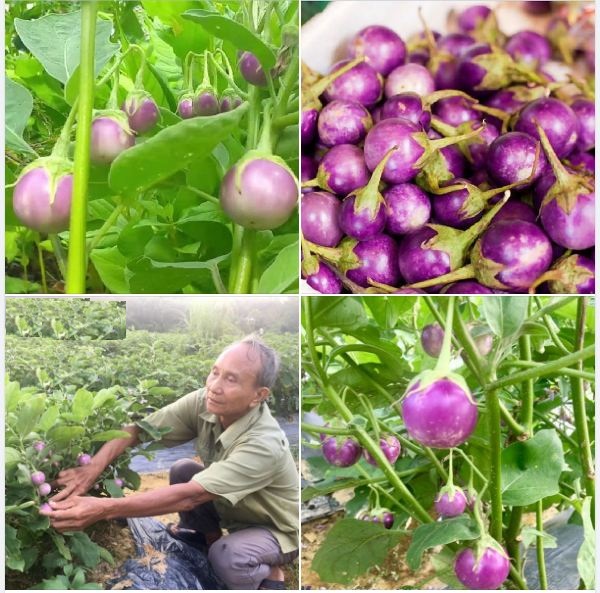Hạt Giống Cà Pháo Tím - Gói 0.5 gram