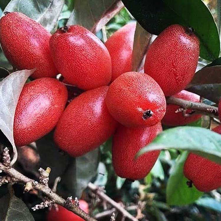 Cây Nhót ngọt siêu trái