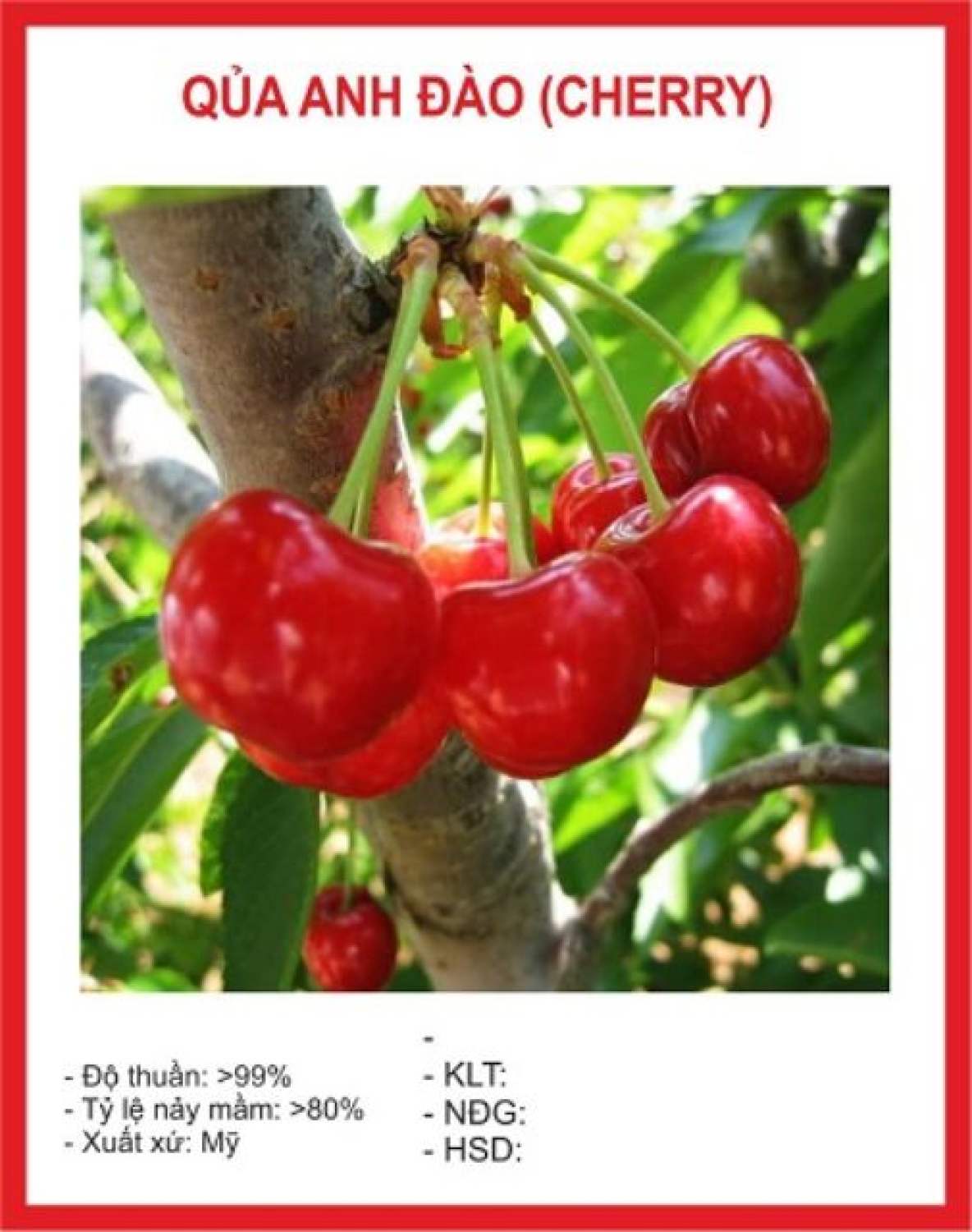 MA242B Gói 5 Hạt Giống Cherry Mỹ Cao Sản
