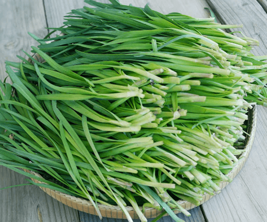 Hạt giống hẹ xanh tặng kích mầm