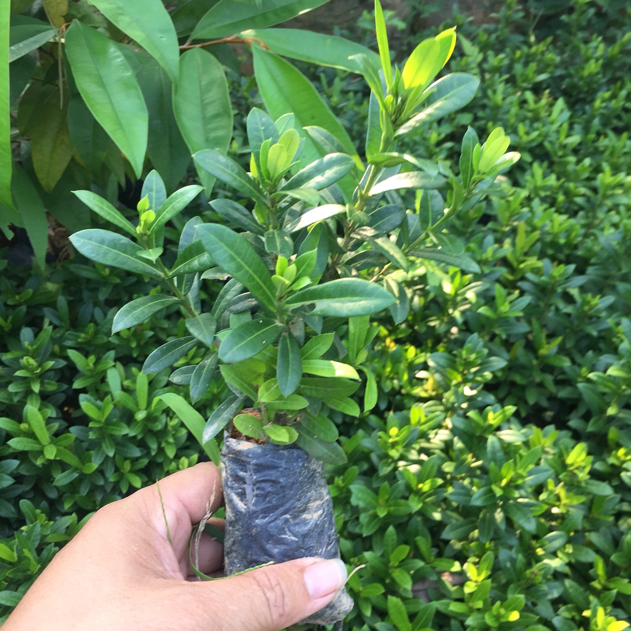 Cây giống mẫu đơn ngũ sắc