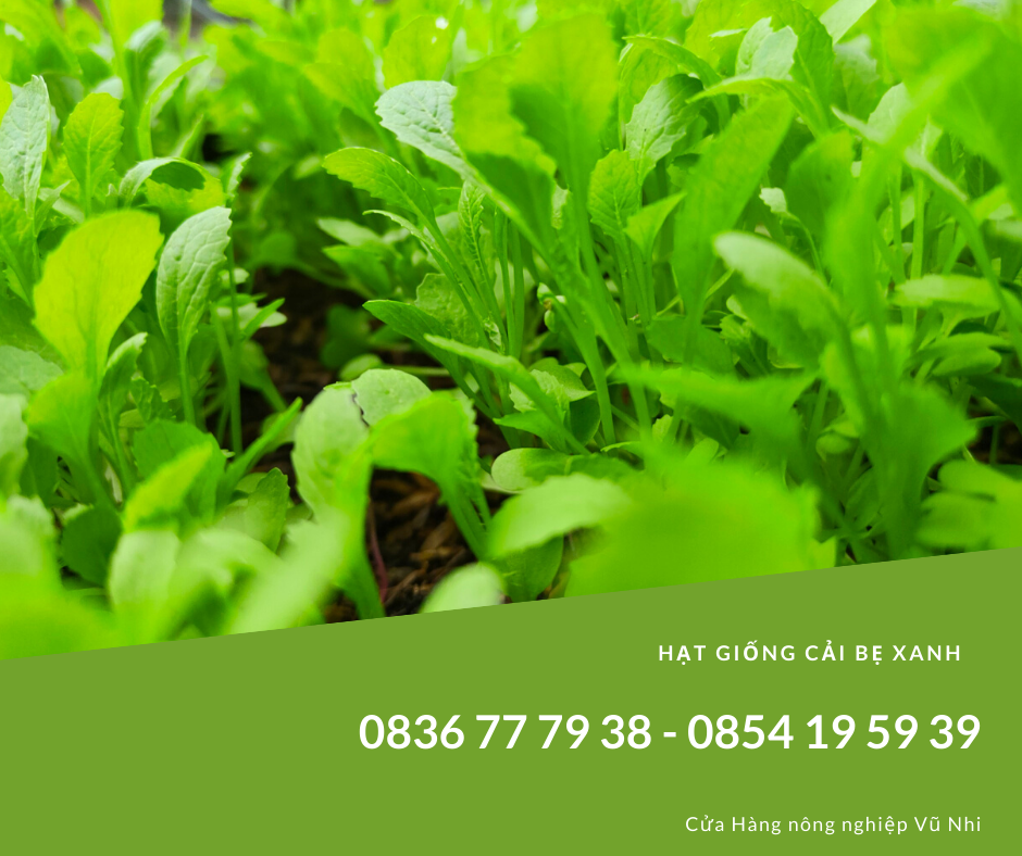 Hạt giống cải bẹ xanh mỡ gói 20gr