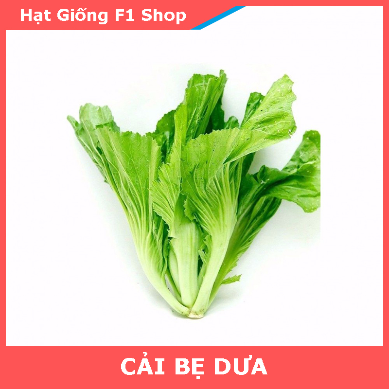 Hạt Giống Cải Bẹ Dưa Cuộn Lớn