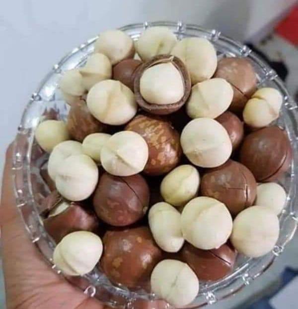 1kf hạt macca đăk lăk