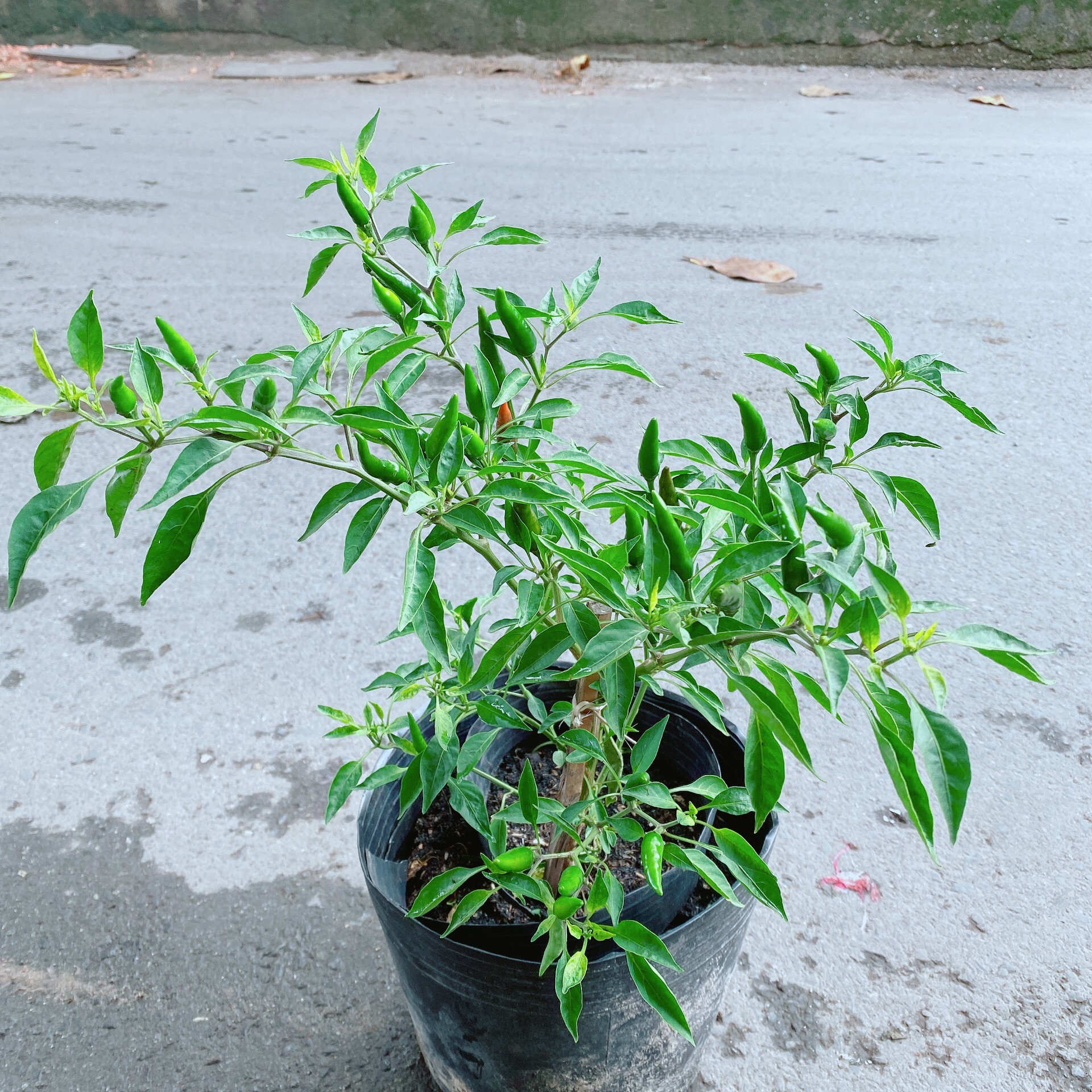 Bụi Ớt Hiểm Cho Trái To