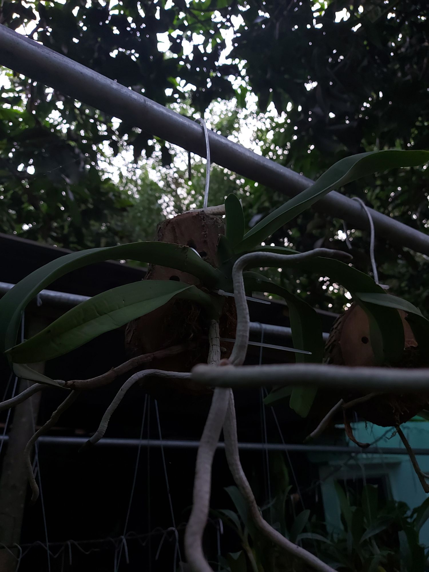 2 cây ngọc điểm ghép gỗ vú sữa