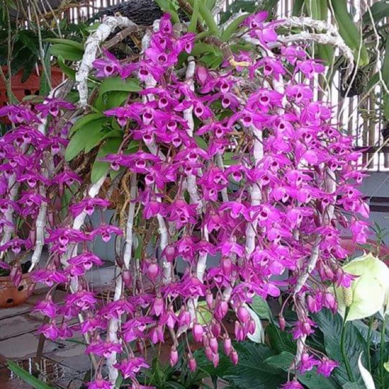 LAN TRẦM RỒNG ĐỎ CỰC ĐẸP