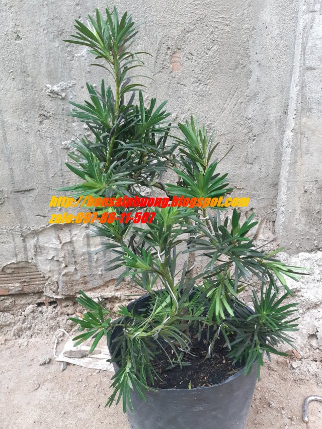 tùng la hán bonsai mini