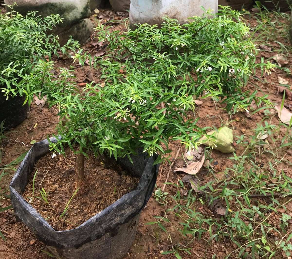 cây mai chiếu thủy