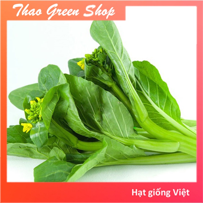 Hạt giống cải ngồng thân mập - 20g