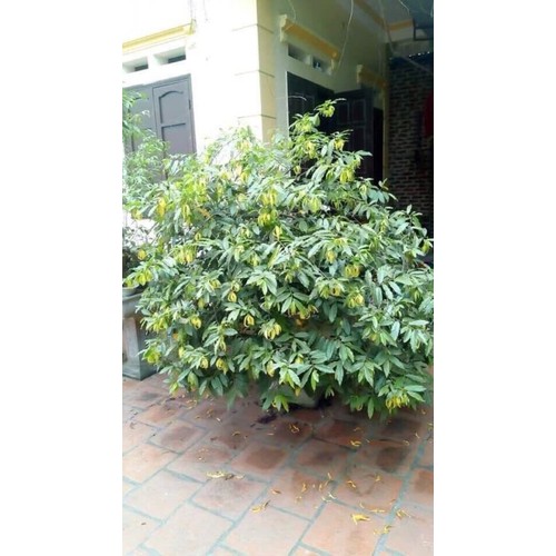 Xả hàng- cây hoa dẻ hoa vàng chùm hoa thơm cao 60cm 946 loại 01